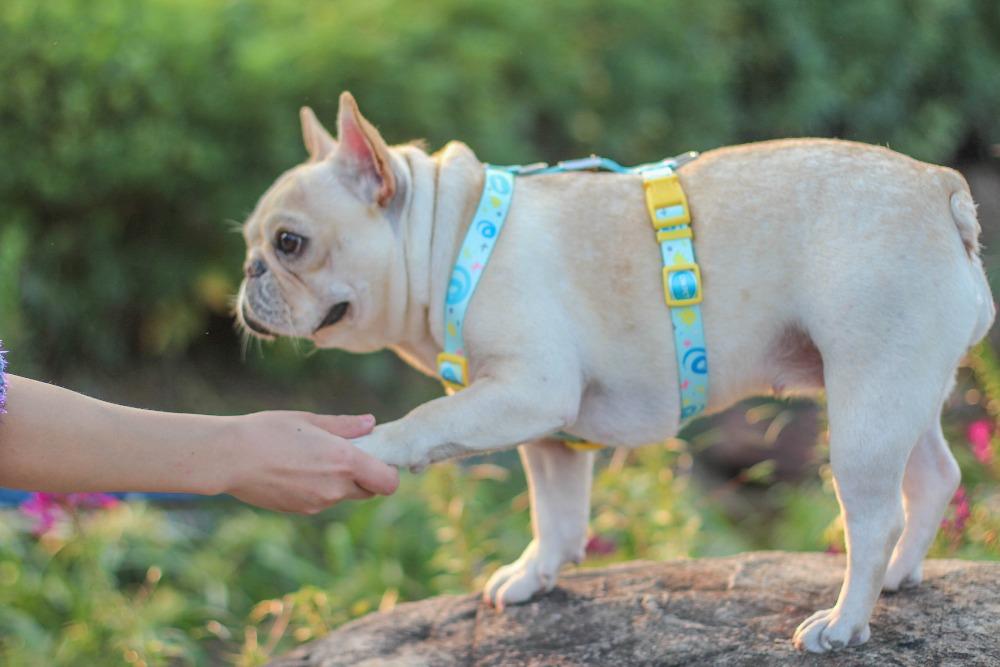 Cute Frenchie Harness Leash Set - Universe - Frenchiely