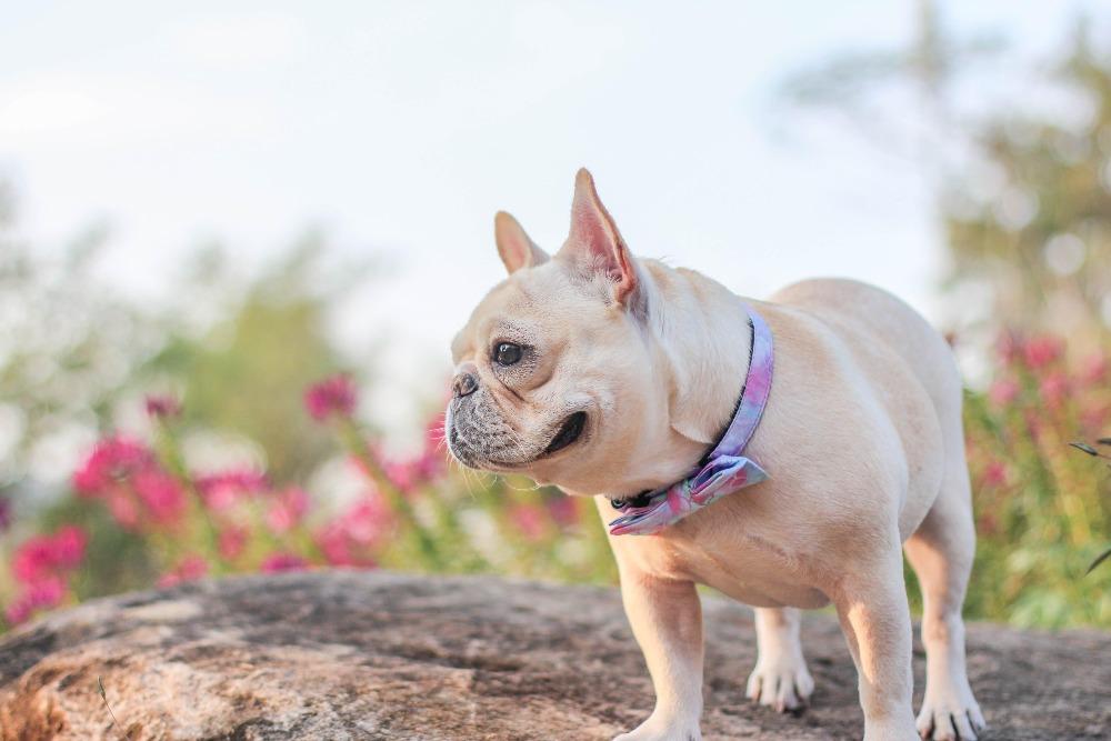 french bulldog collars with adjustable bow - Frenchiely