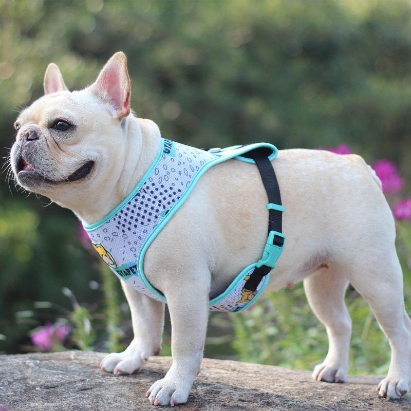 harness for french bulldog puppy - Frenchiely
