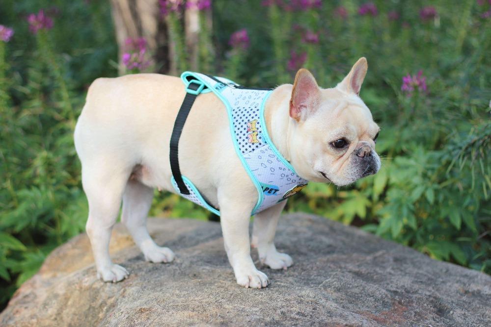 harness for french bulldog puppy - Frenchiely
