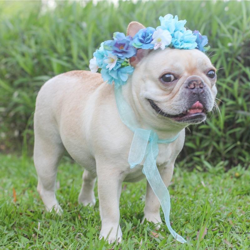 Dog Wedding Garland for Medium Dogs - Frenchiely