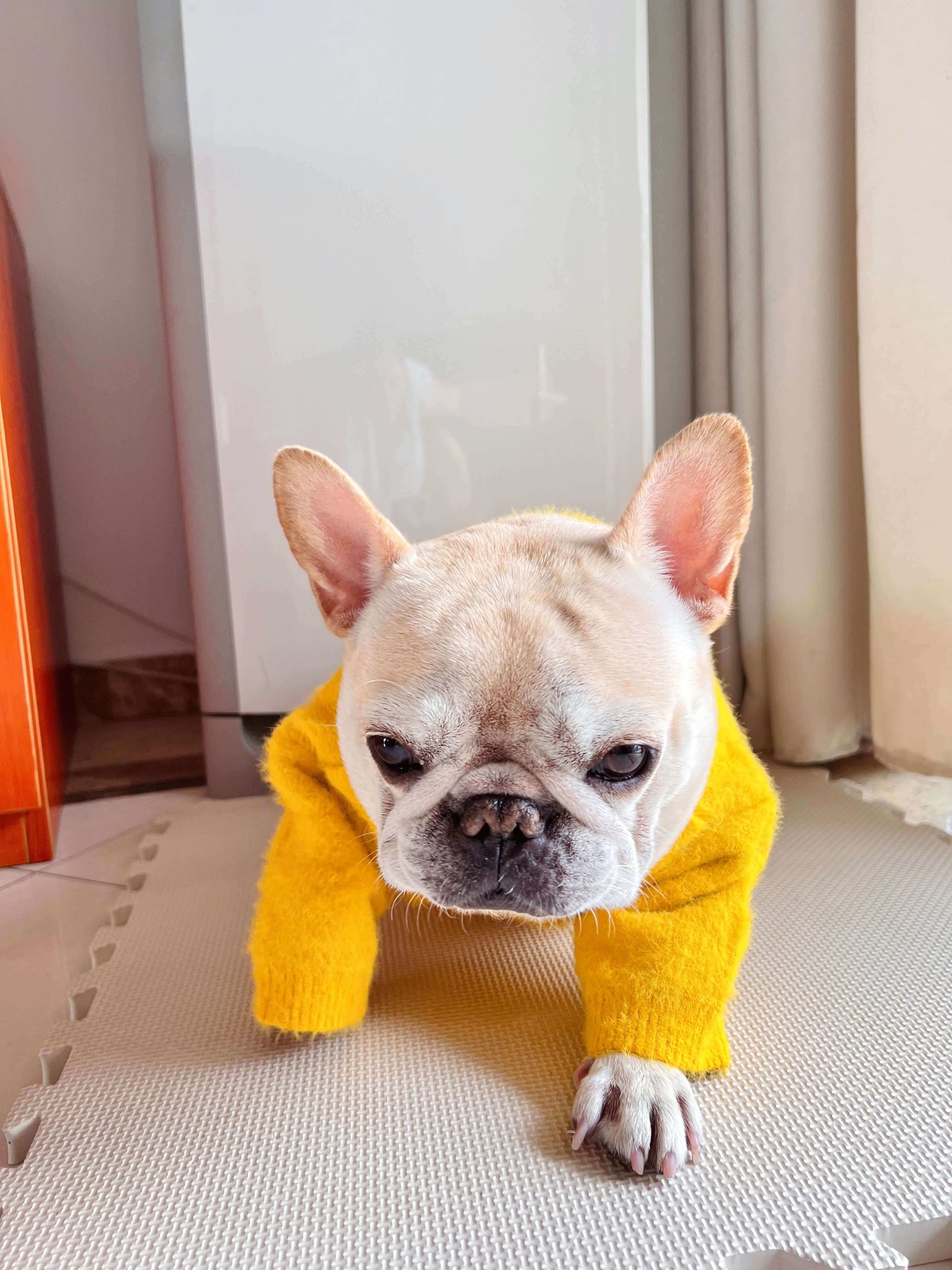 dog yellow pullover sweater