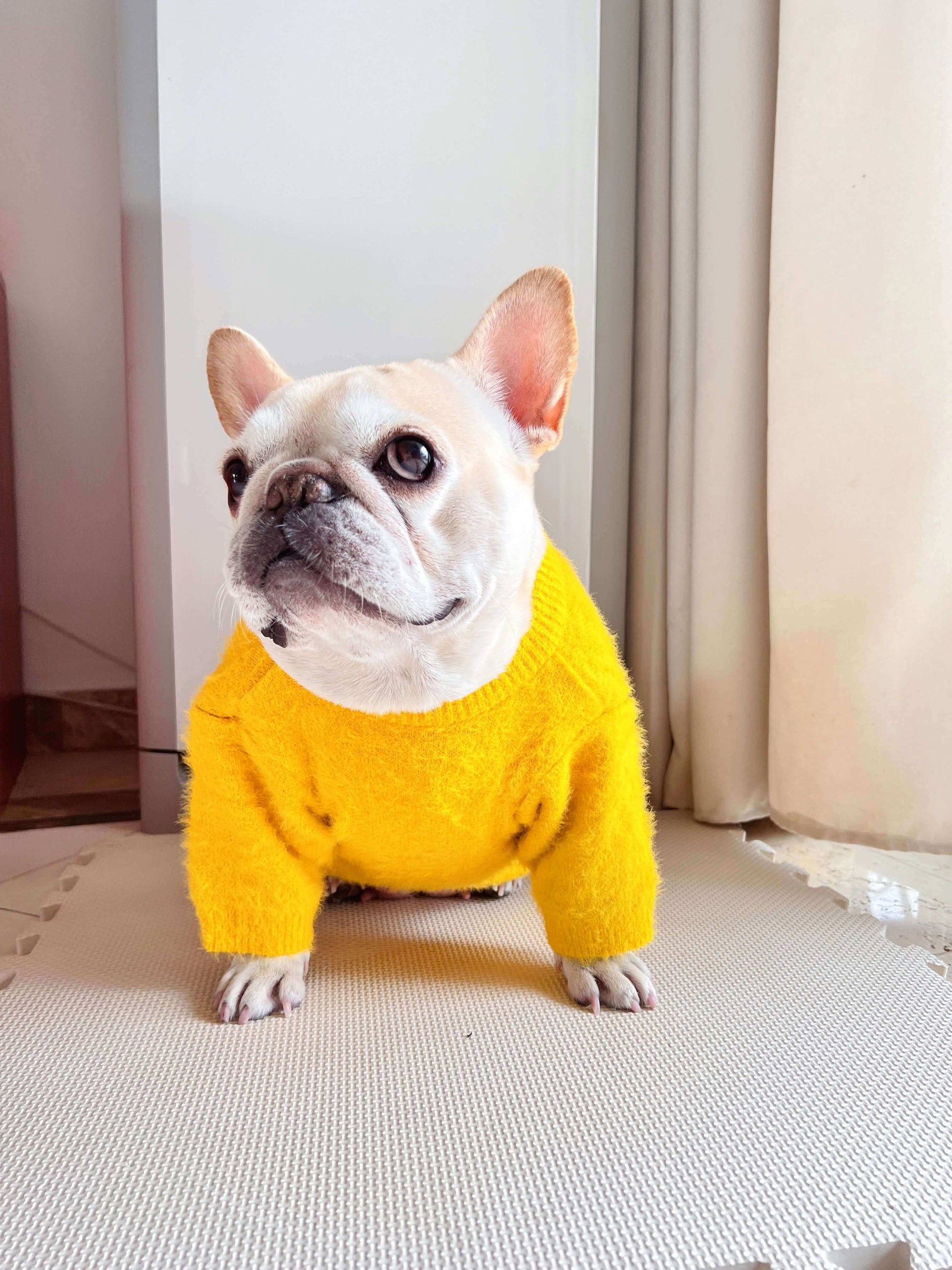Dog yellow pullover sweater