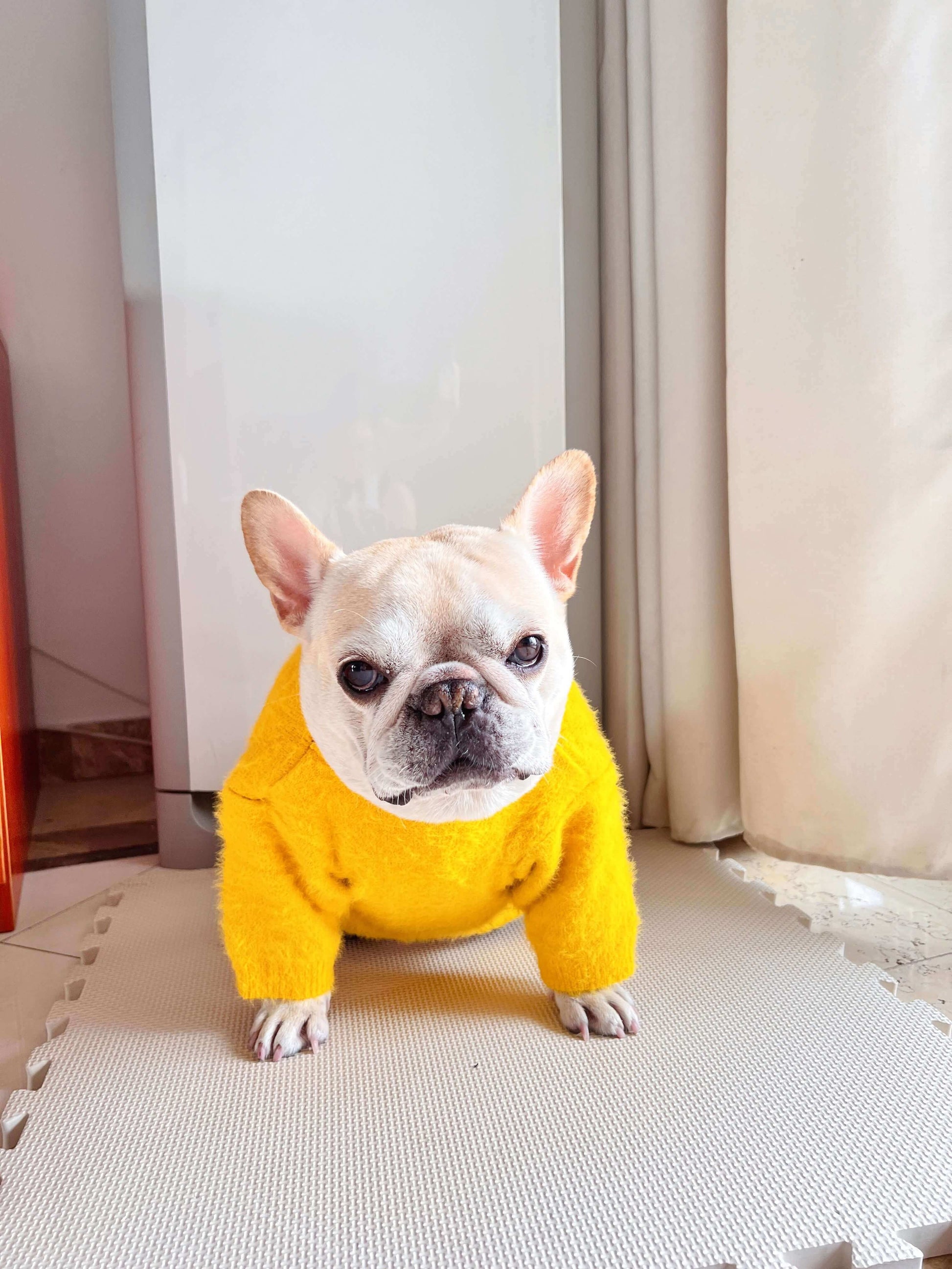 dog cartoon Minions clothes for small medium dogs 