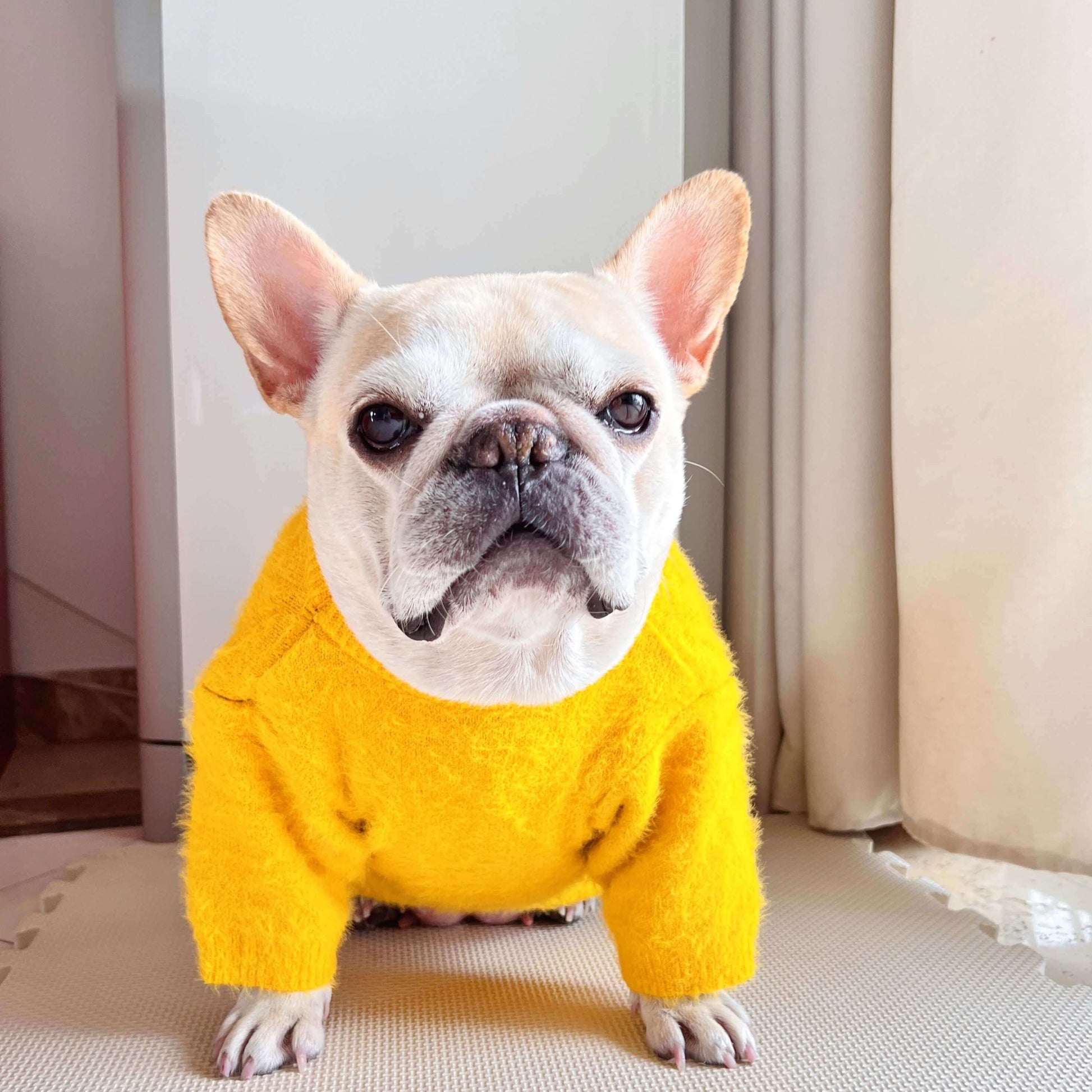 dog cartoon Minions clothes for small medium dogs 