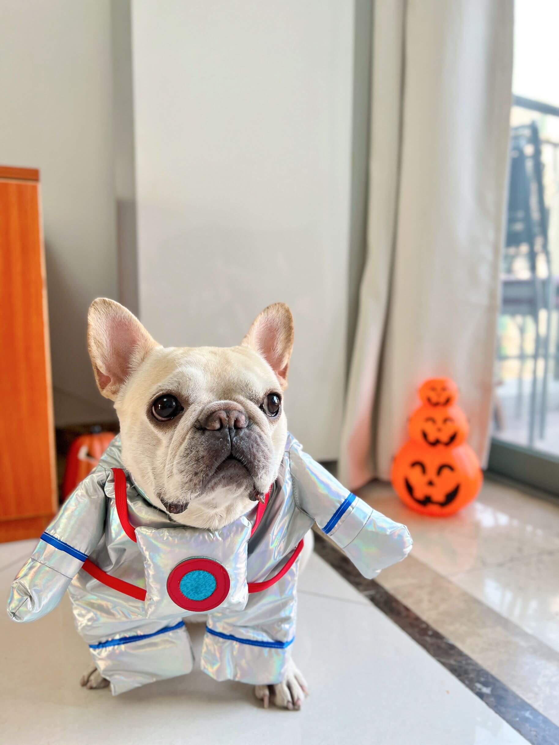 diy dog astronaut costume