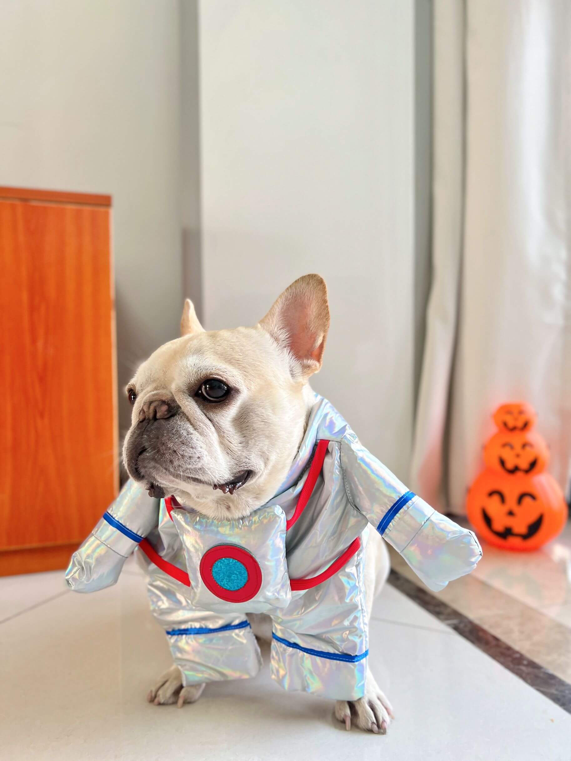 costumes for dog and owner