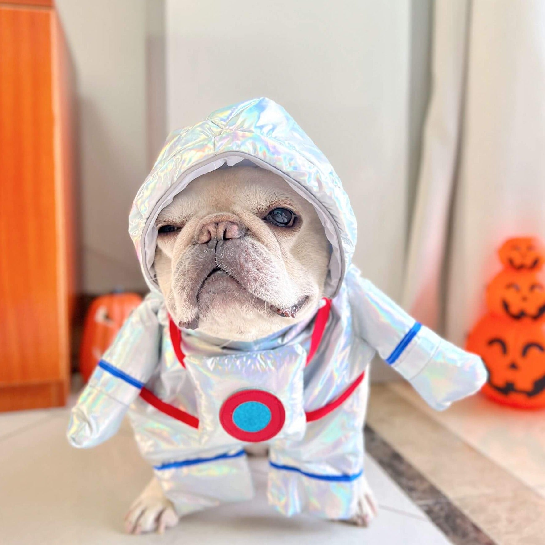small dog astronaut costume for halloween