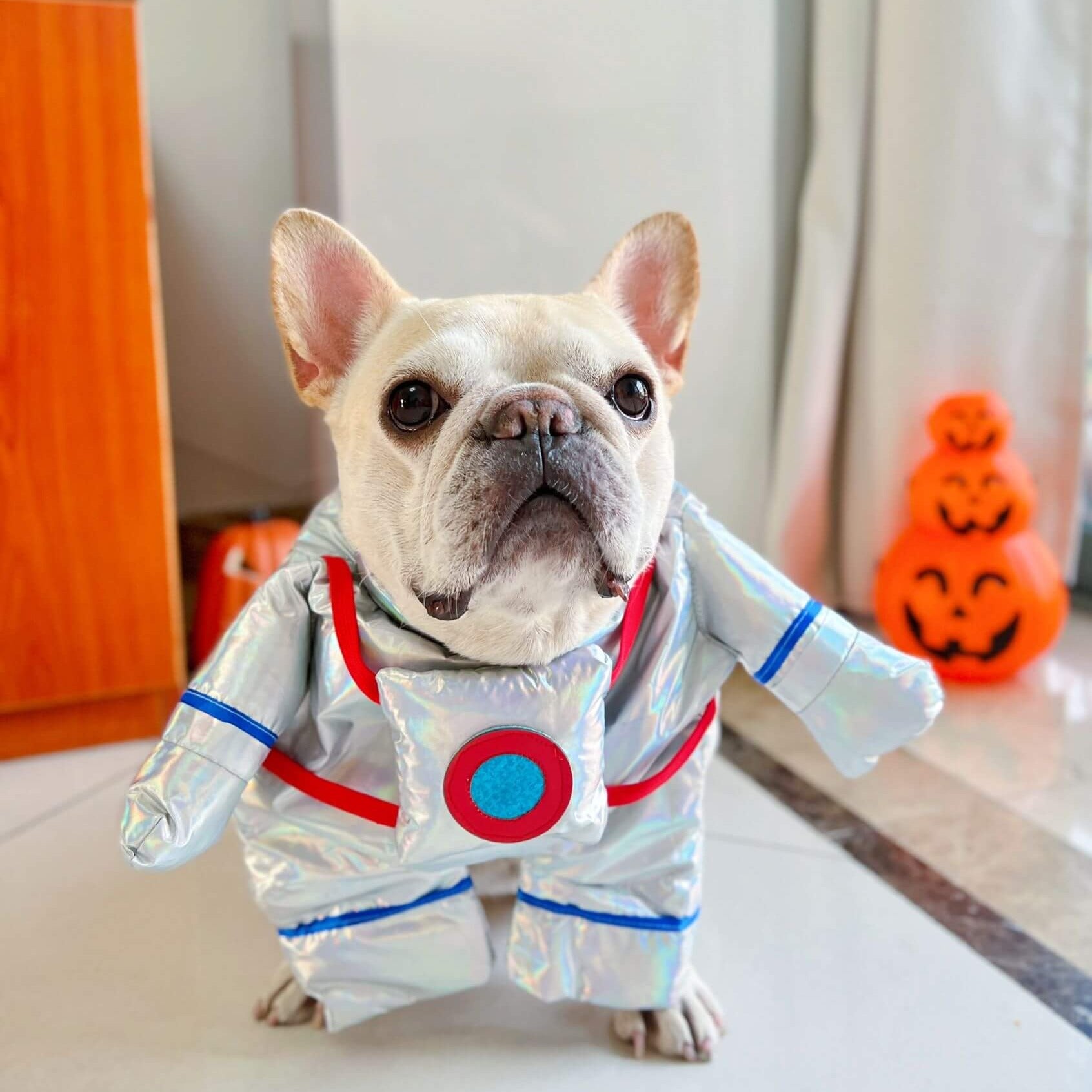 dog halloween costume astronaut