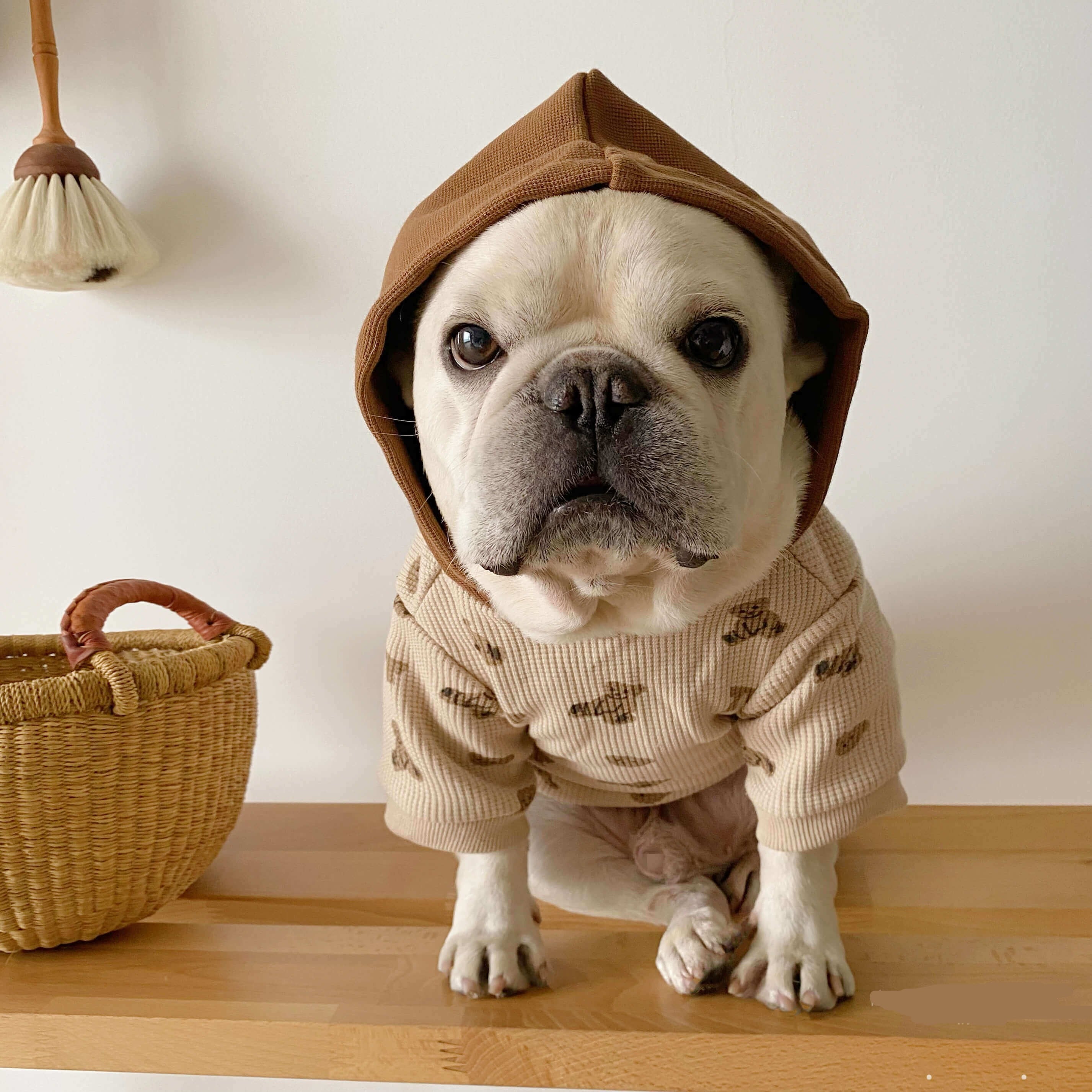 french bulldog winter outfits