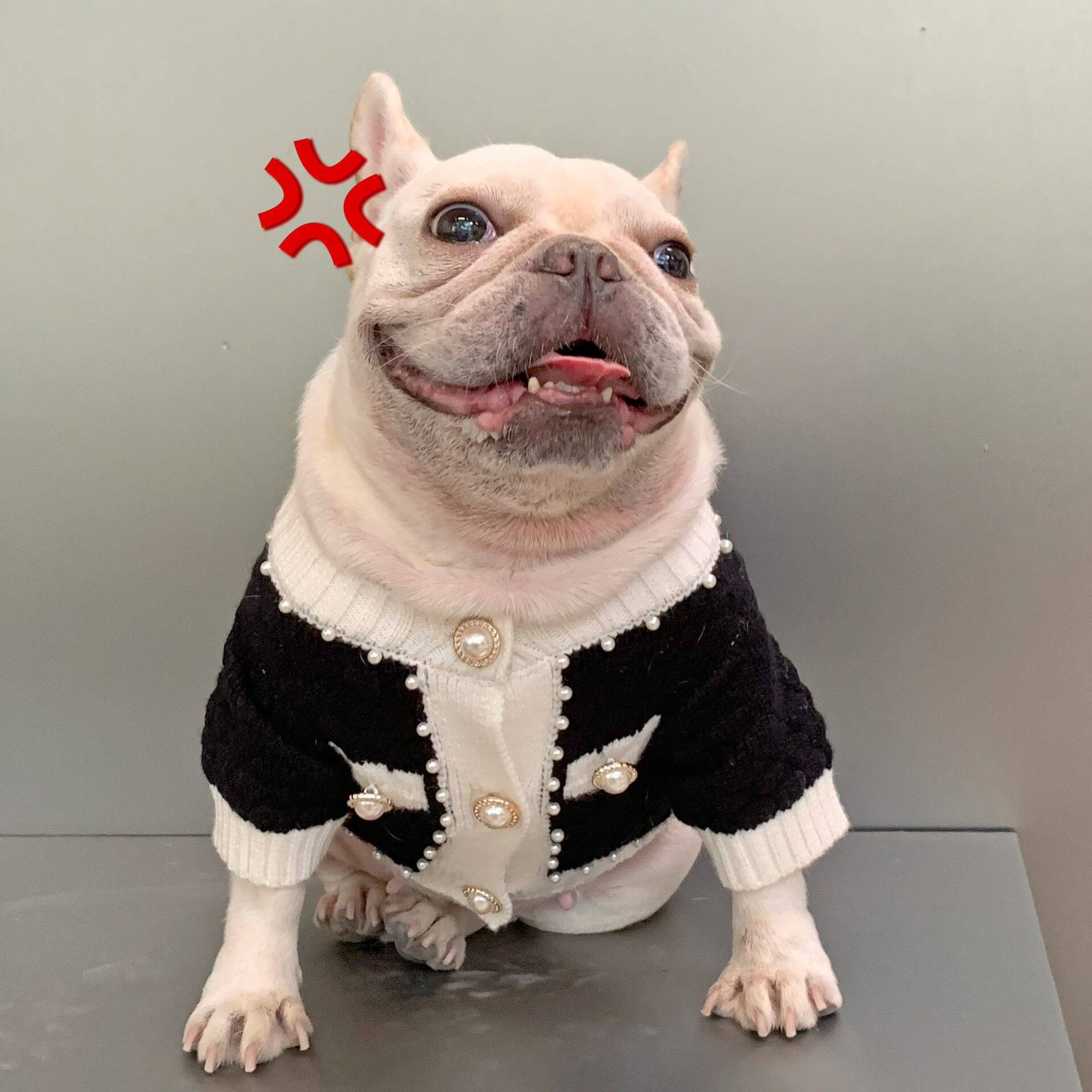 dog black and white cardigan for french bulldogs