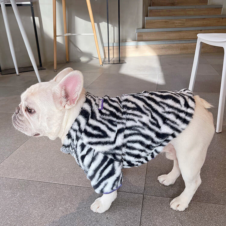Zebra striped hot sale frenchie