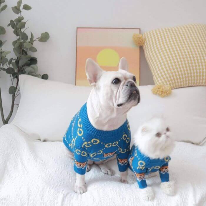 Dog Stylish Blue Pullover Sweater for French Bulldogs BY FRENCHIELY 