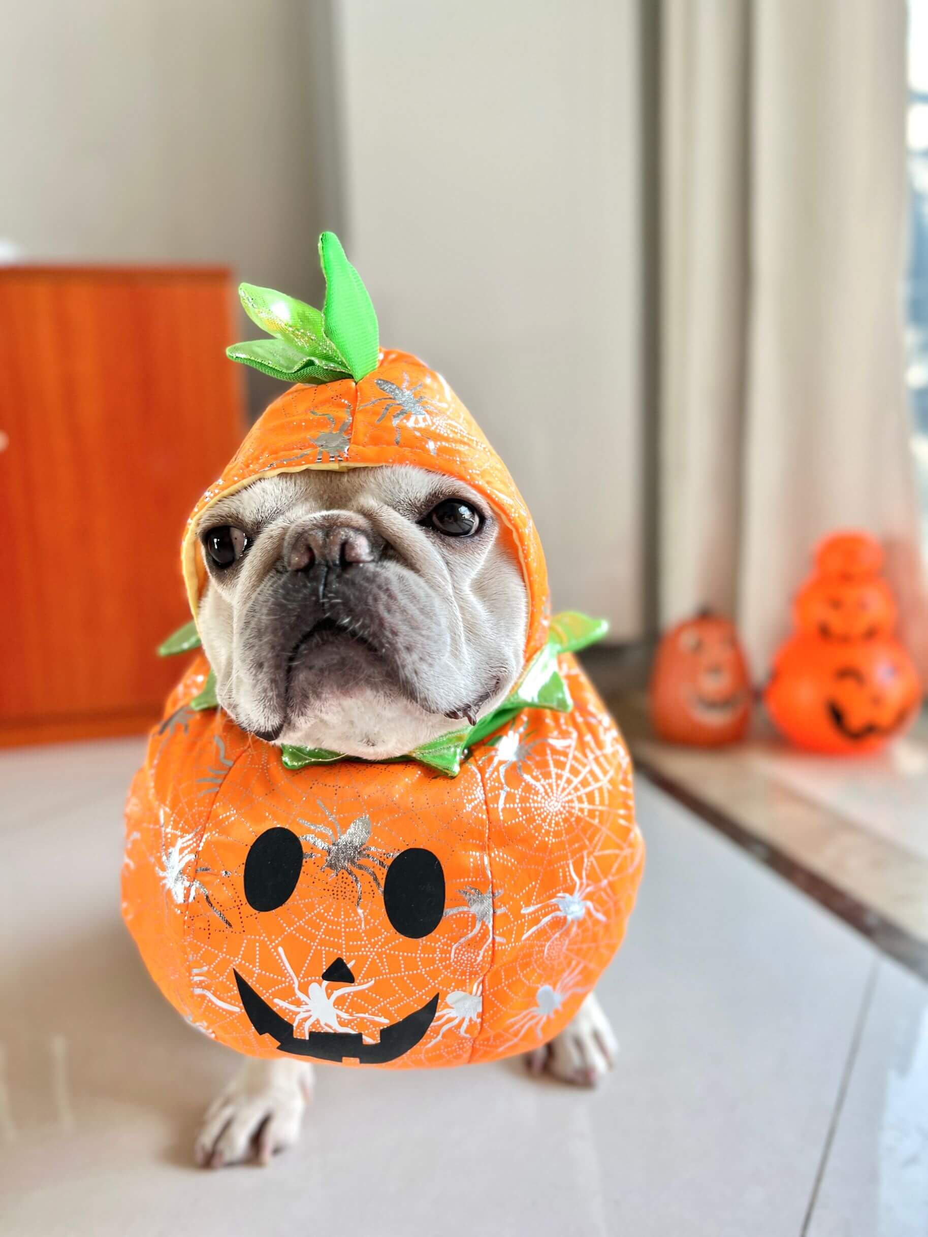 dog carrying pumpkin costume