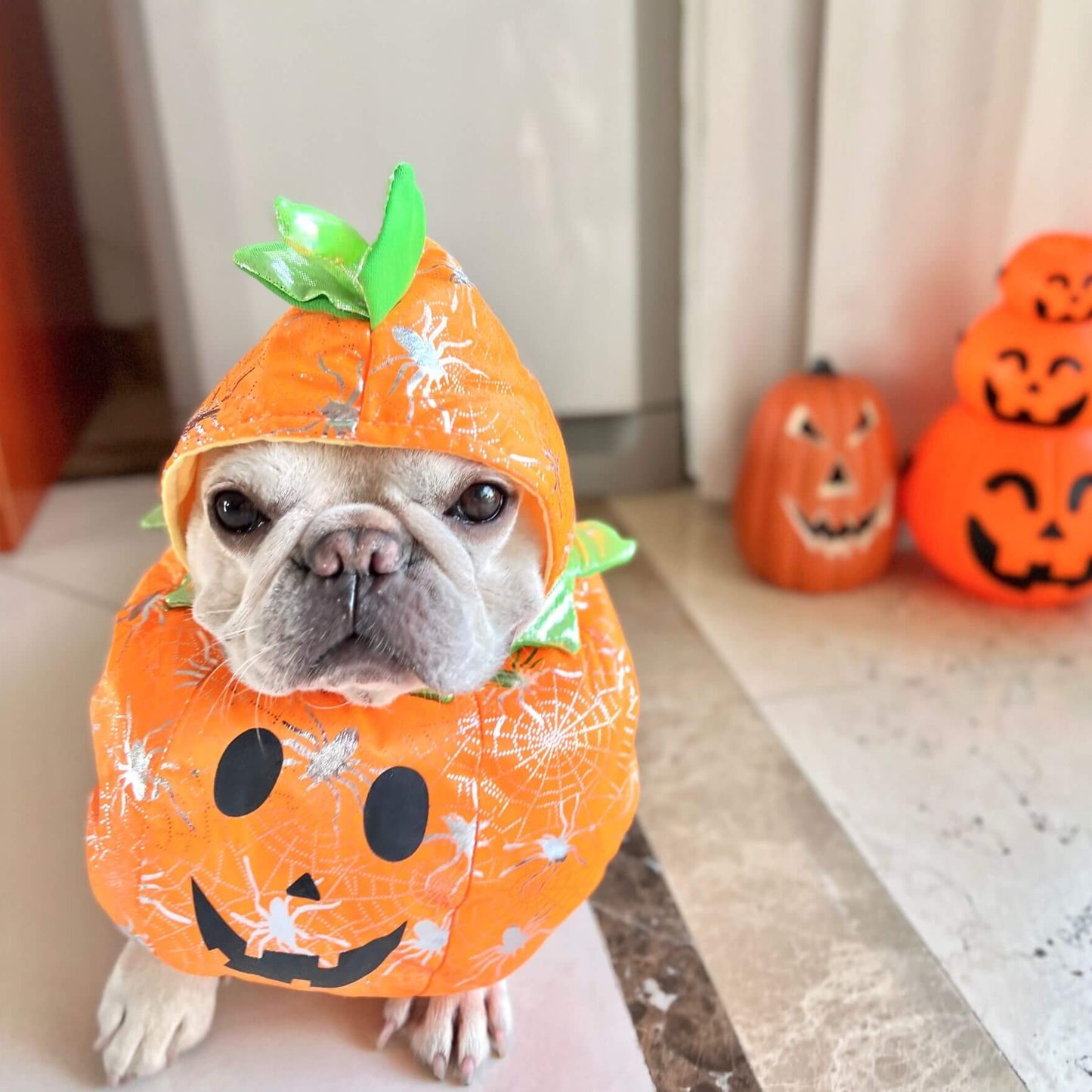 pet dog pumpkin costume