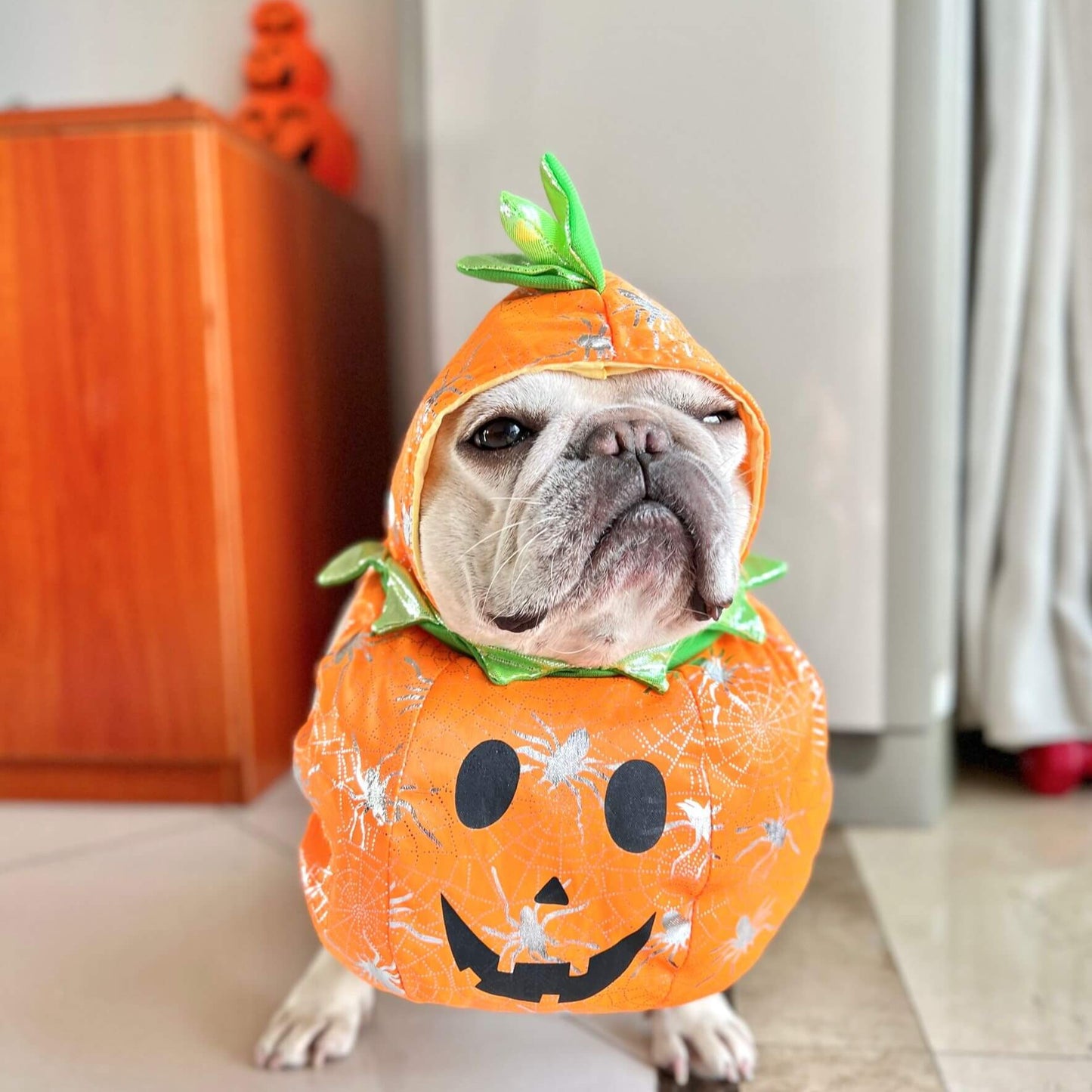 small large dog pumpkin costume