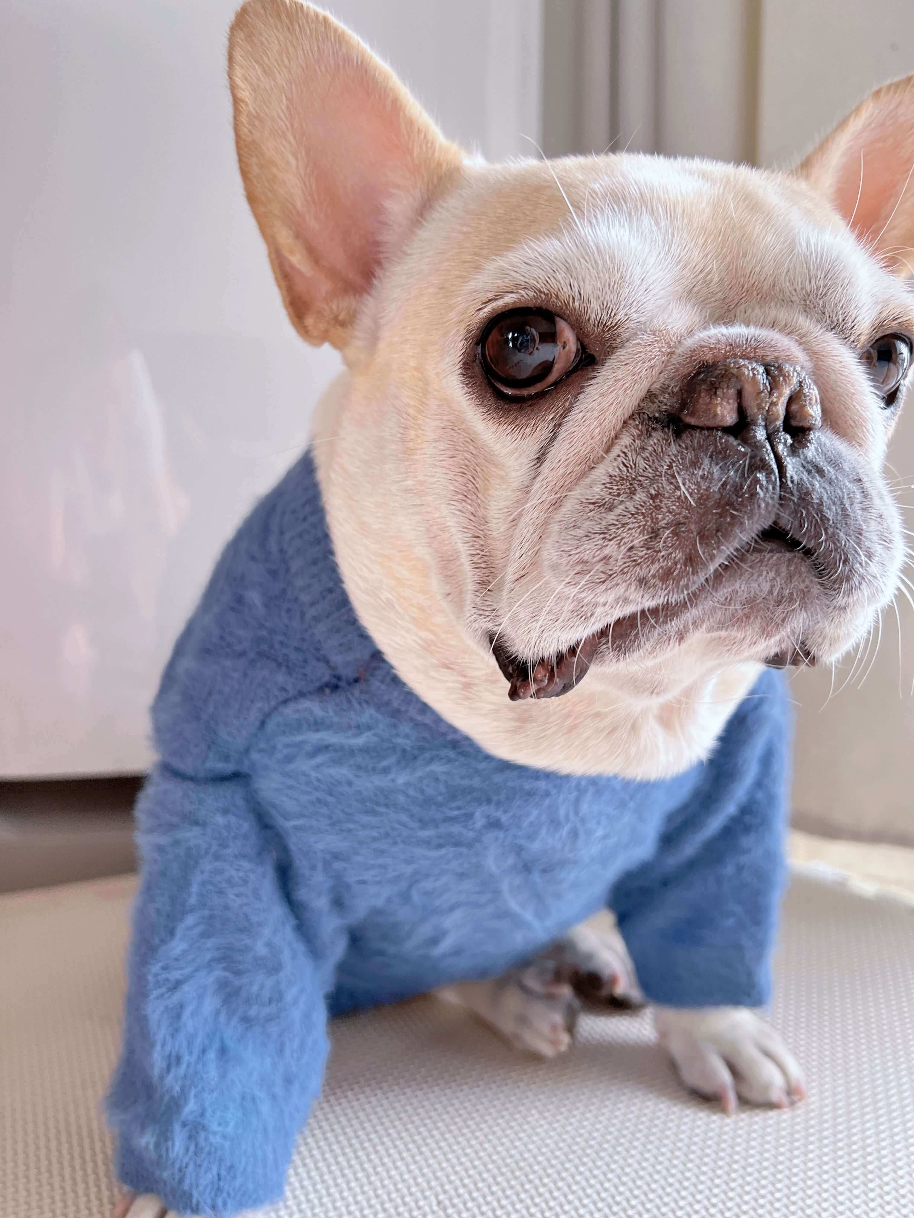 dog winter warm clothes for medium dogs