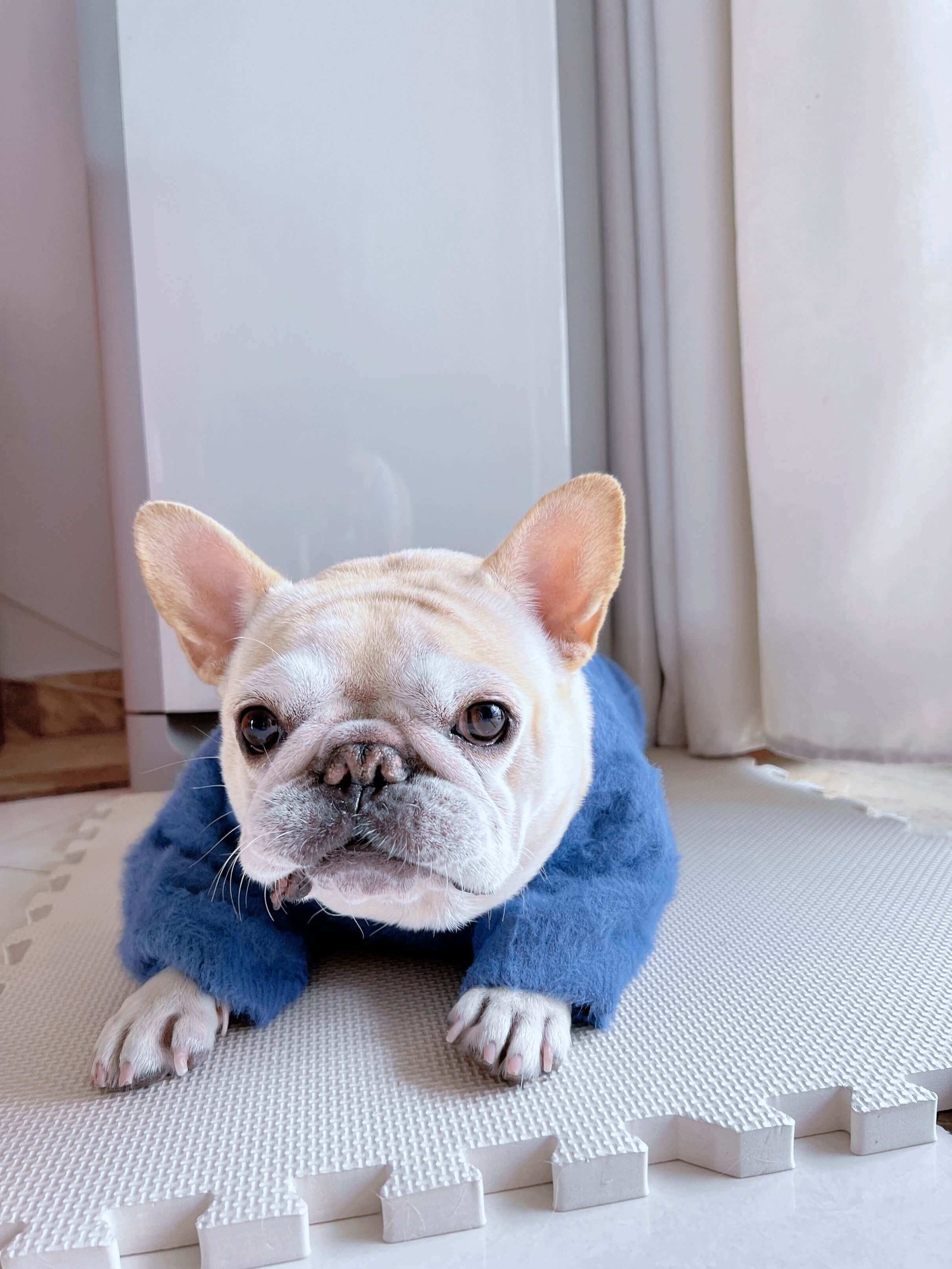 dog blue pullover sweaters