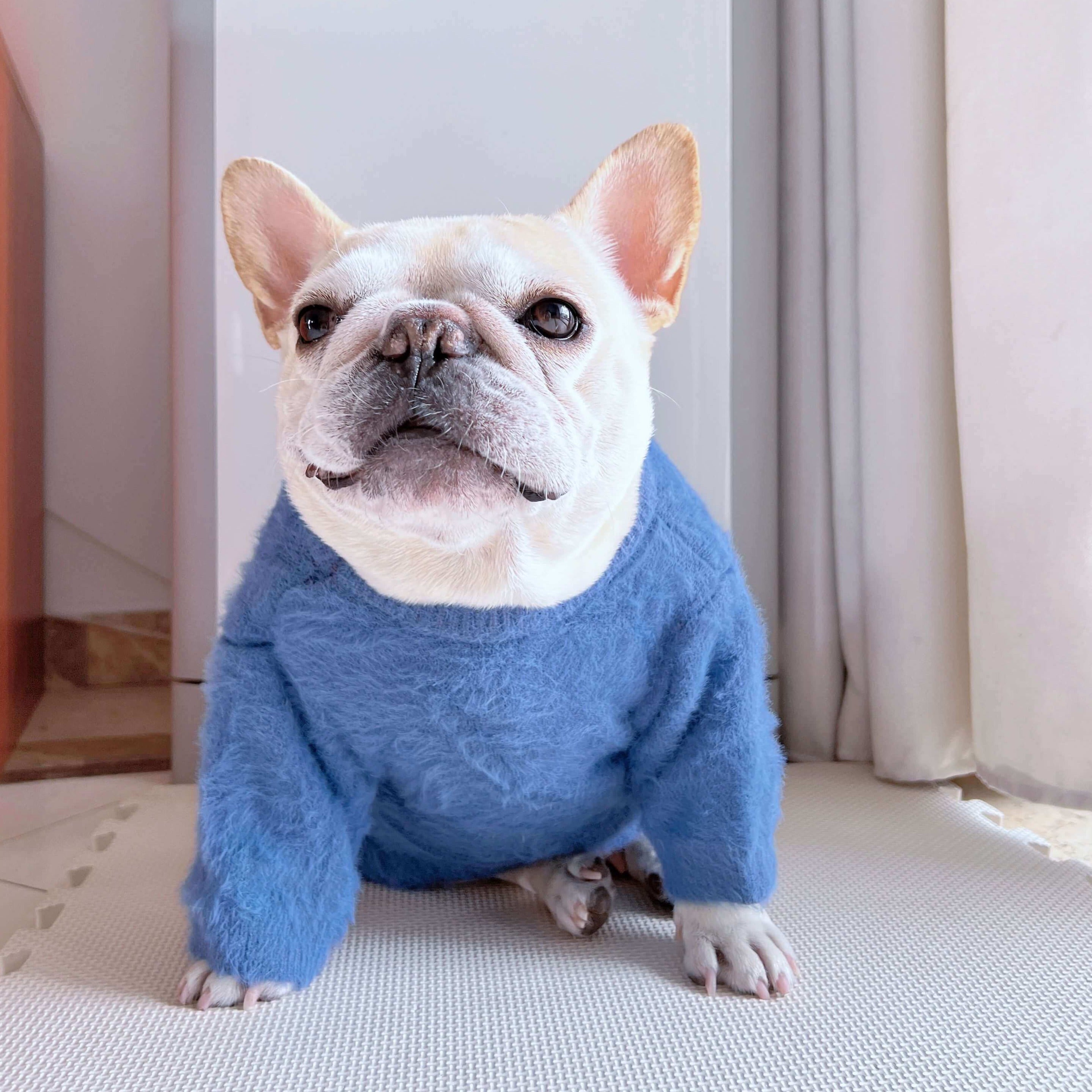 Dog blue warm winter clothes for medium dogs