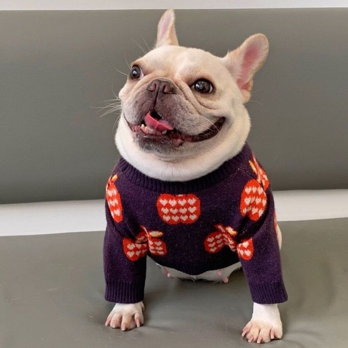 Dog Apple Sweater - Frenchiely
