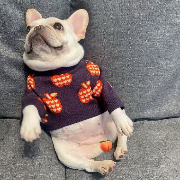 Dog Apple Sweater - Frenchiely