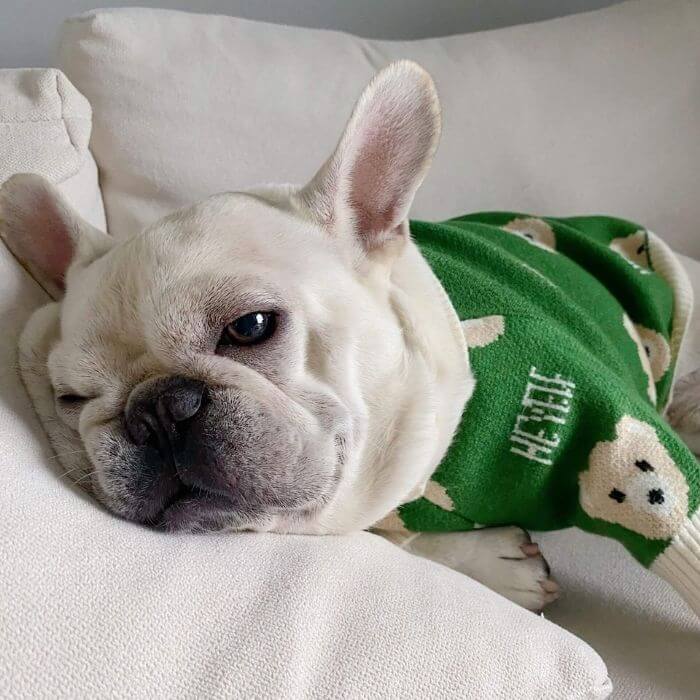 Dog Cartoon Bear Pullover Sweater for Small Medium Dogs BY FRENCHIELY