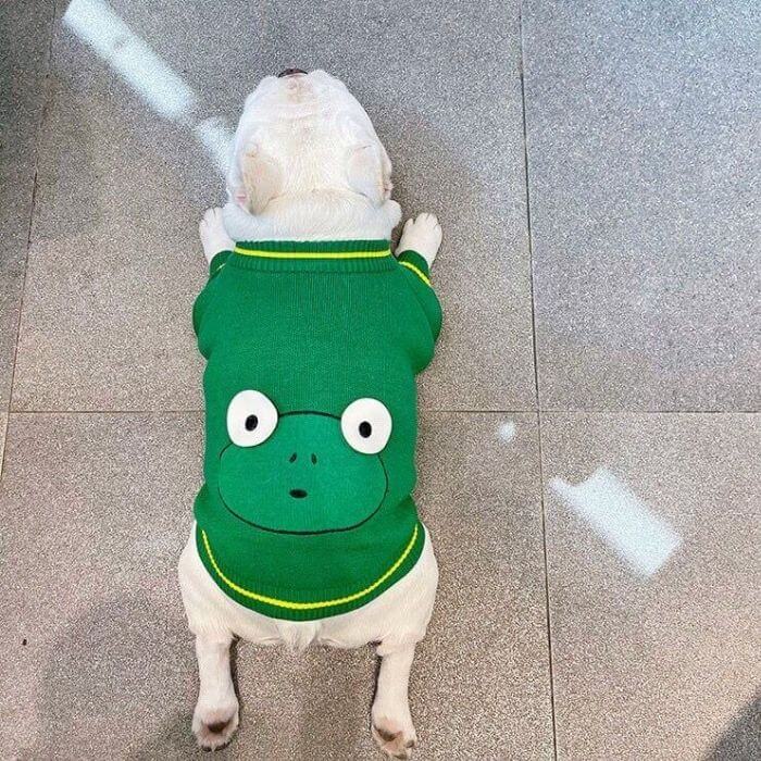 Dog Cartoon Frog Pullover Sweater for Small Medium Dogs FRENCHIELY 2021 DOG FASHION 