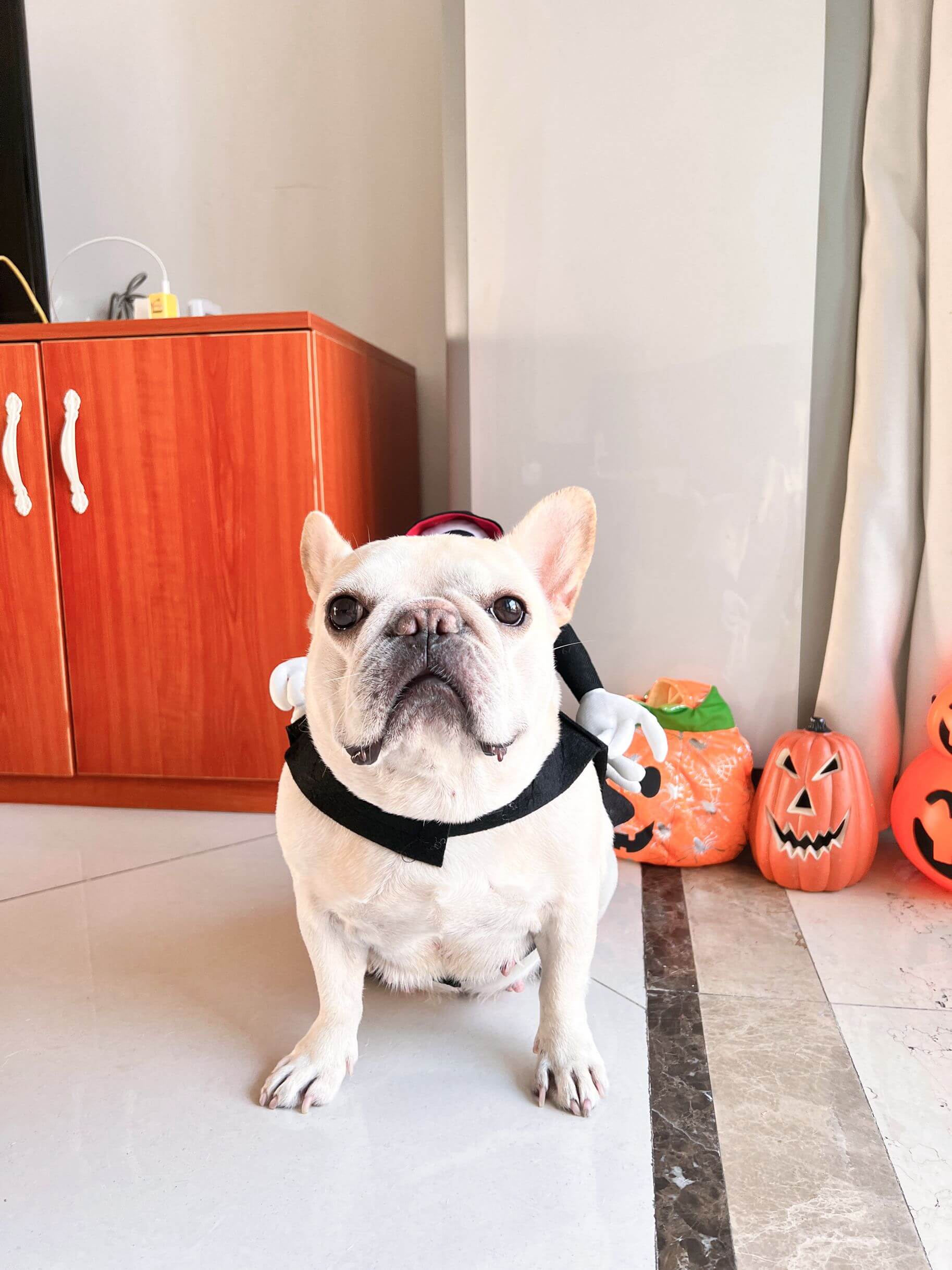 funny dog halloween costumes for medium french bulldogs