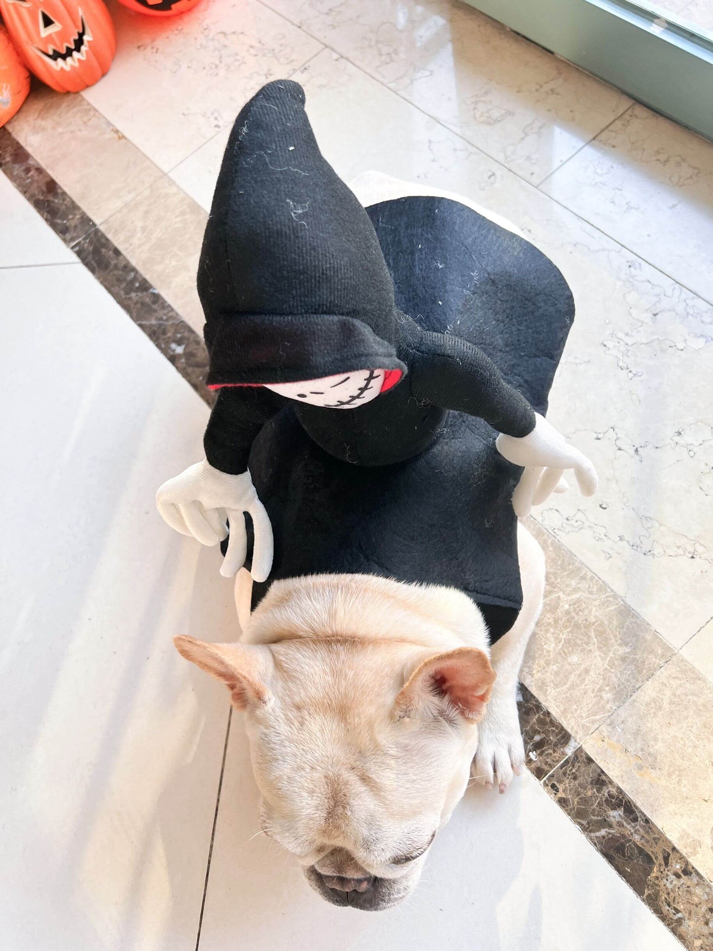 dog wearing dog costume