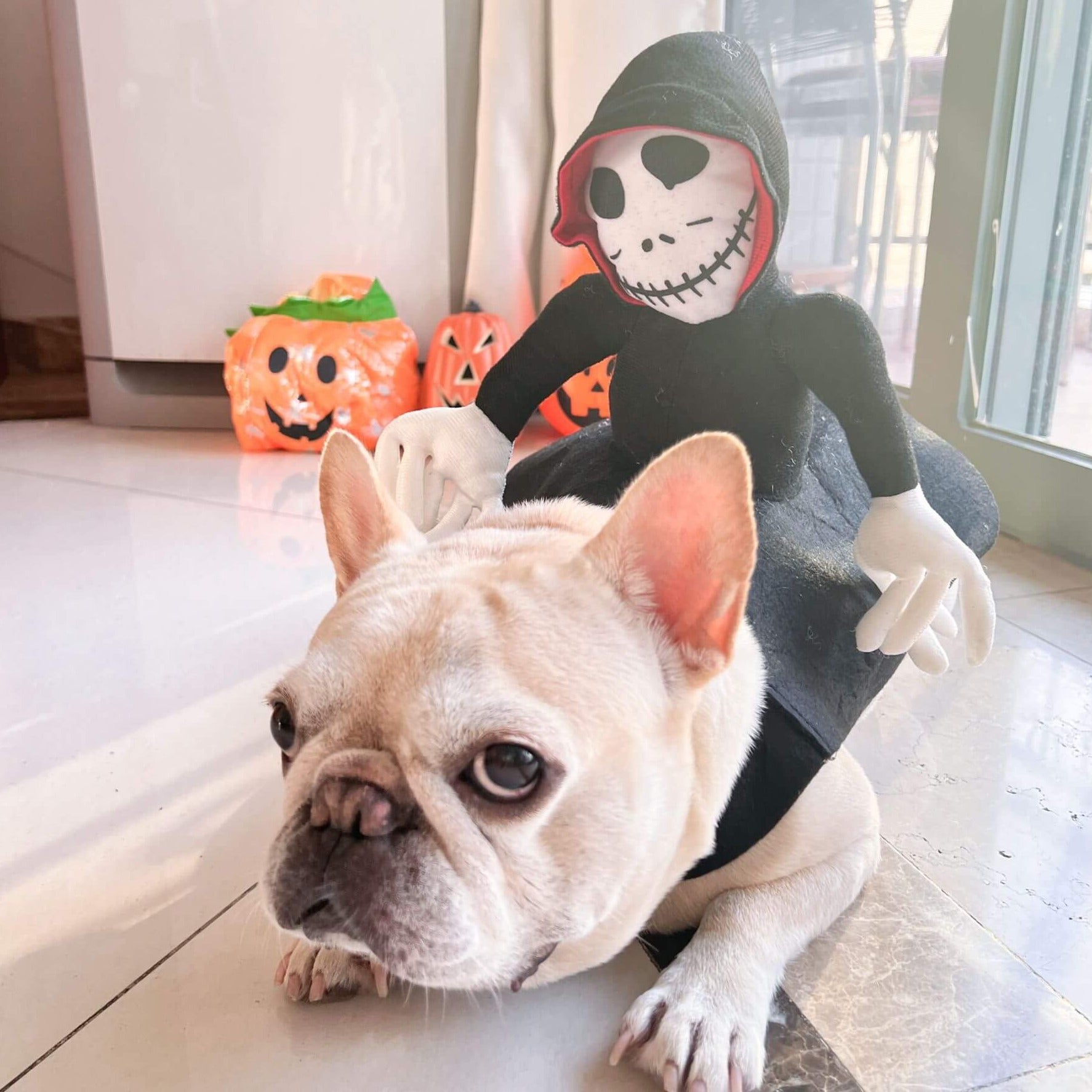 french bulldog halloween ghost costume