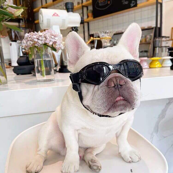 French Bulldog Sunglasses Dog Goggles- Updated Version by Frenchiely 