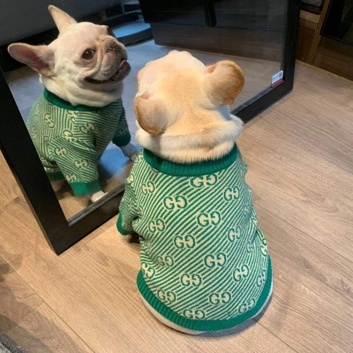 Dog Stylish Green Pullover Sweater for Small Medium Dogs BY Frenchiely 