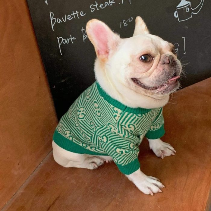 Dog Stylish Green Pullover Sweater for Small Medium Dogs BY Frenchiely 