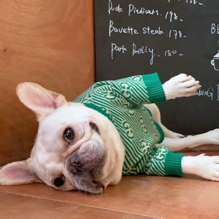 Dog Stylish Green Pullover Sweater for Small Medium Dogs BY Frenchiely 