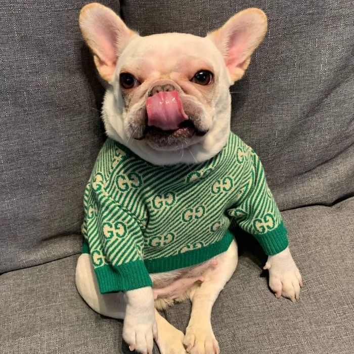 Dog Stylish Green Pullover Sweater for Small Medium Dogs BY Frenchiely 