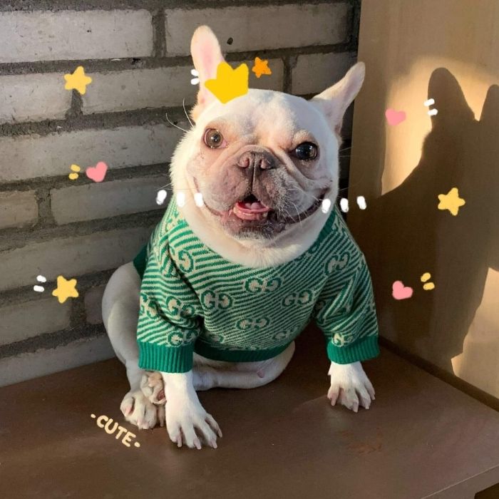 Dog Stylish Green Pullover Sweater for Small Medium Dogs BY Frenchiely 