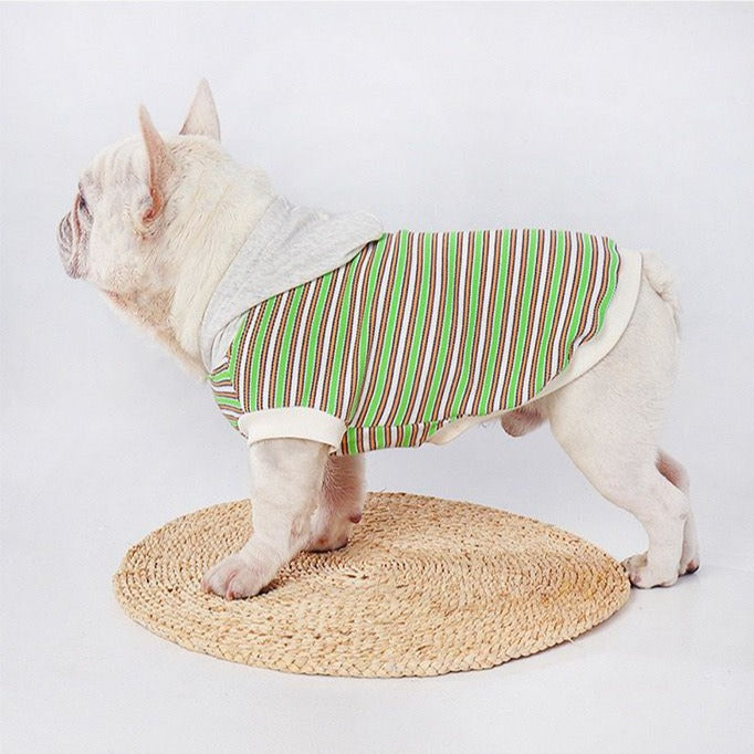puppy frenchies winter clothes