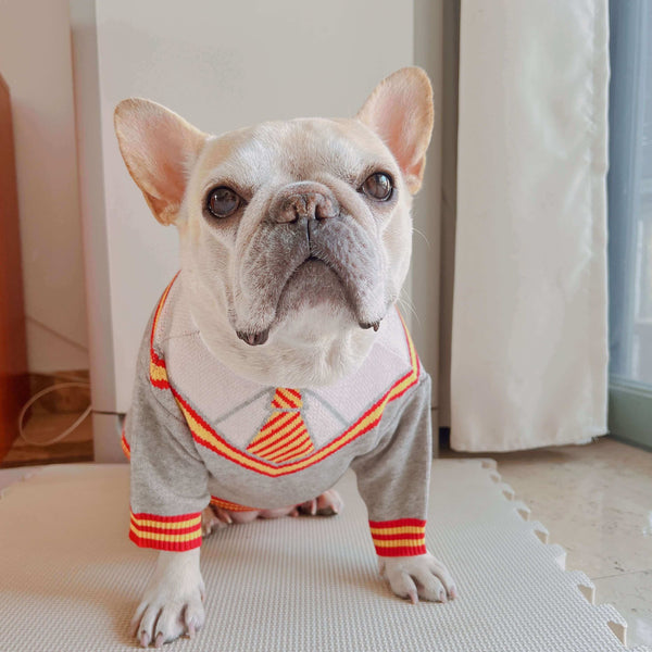 dog grey pullover sweater for french bulldogs