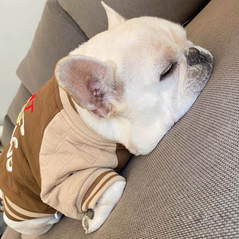 dog Khaki jacket coat for small medium dogs by Frenchiely 