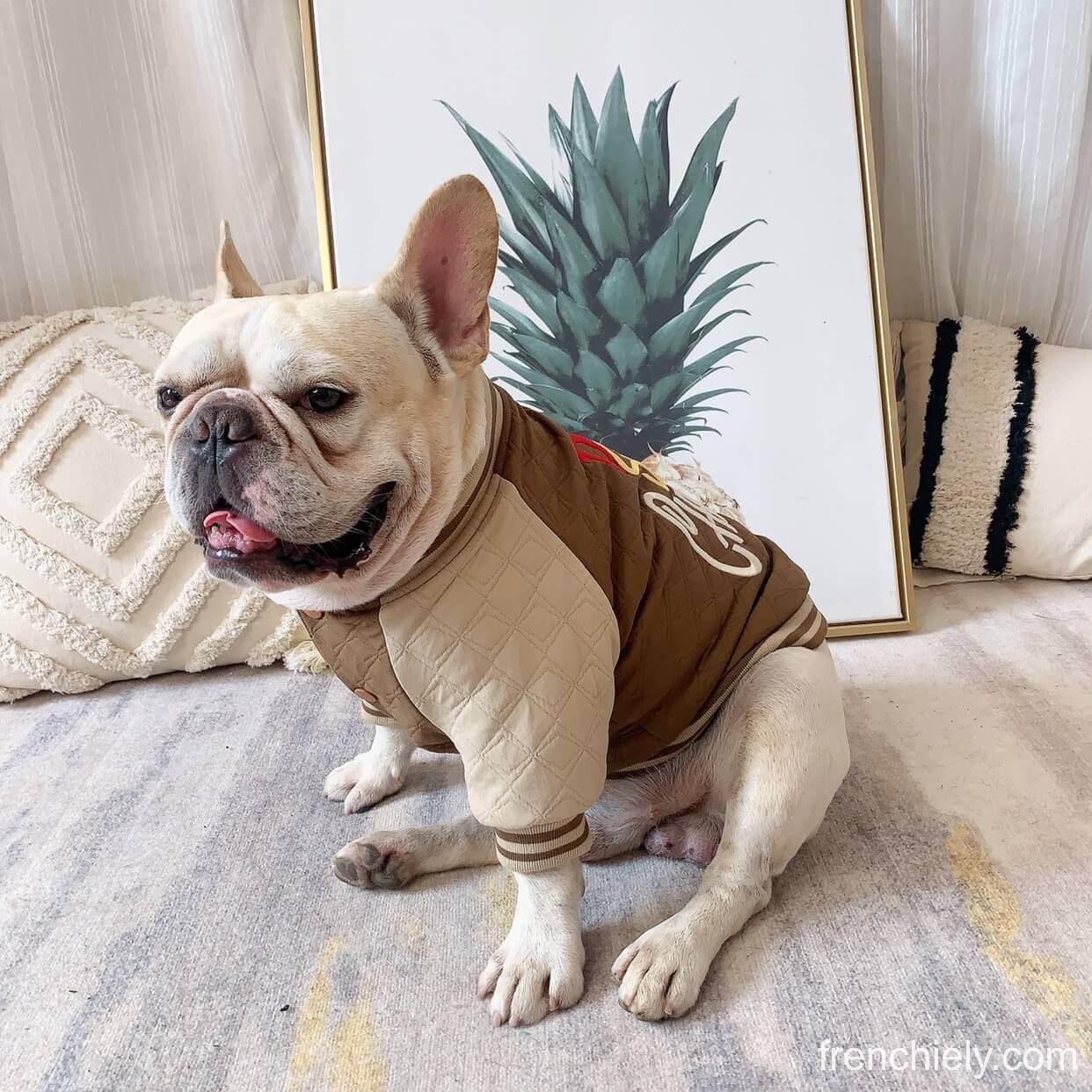 dog Khaki jacket coat for small medium dogs by Frenchiely 