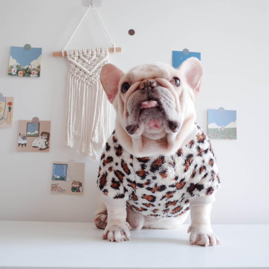 dog leopard pullover sweatshirt for medium dogs by Frenchiely 