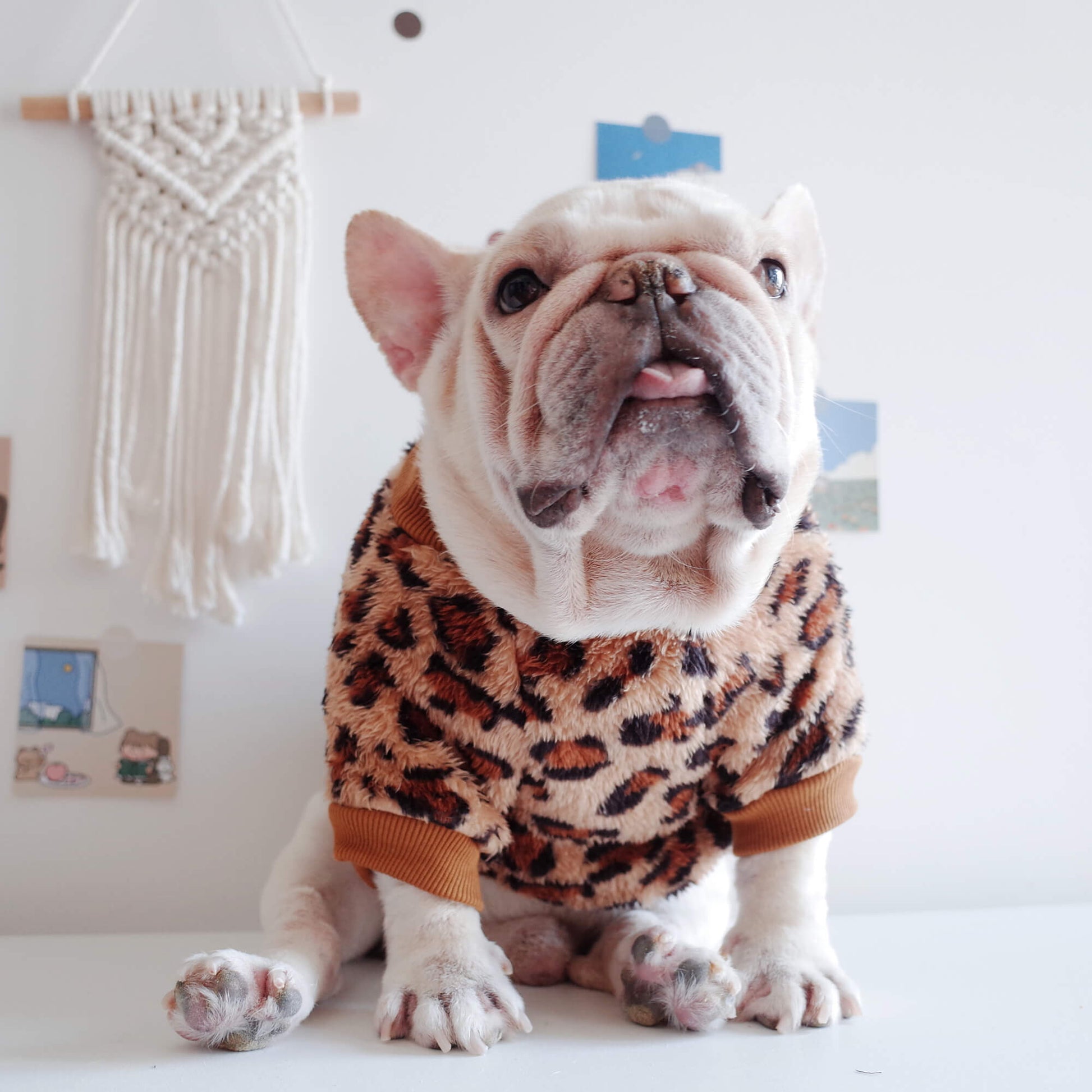 dog leopard pullover sweatshirt for medium dogs by Frenchiely 