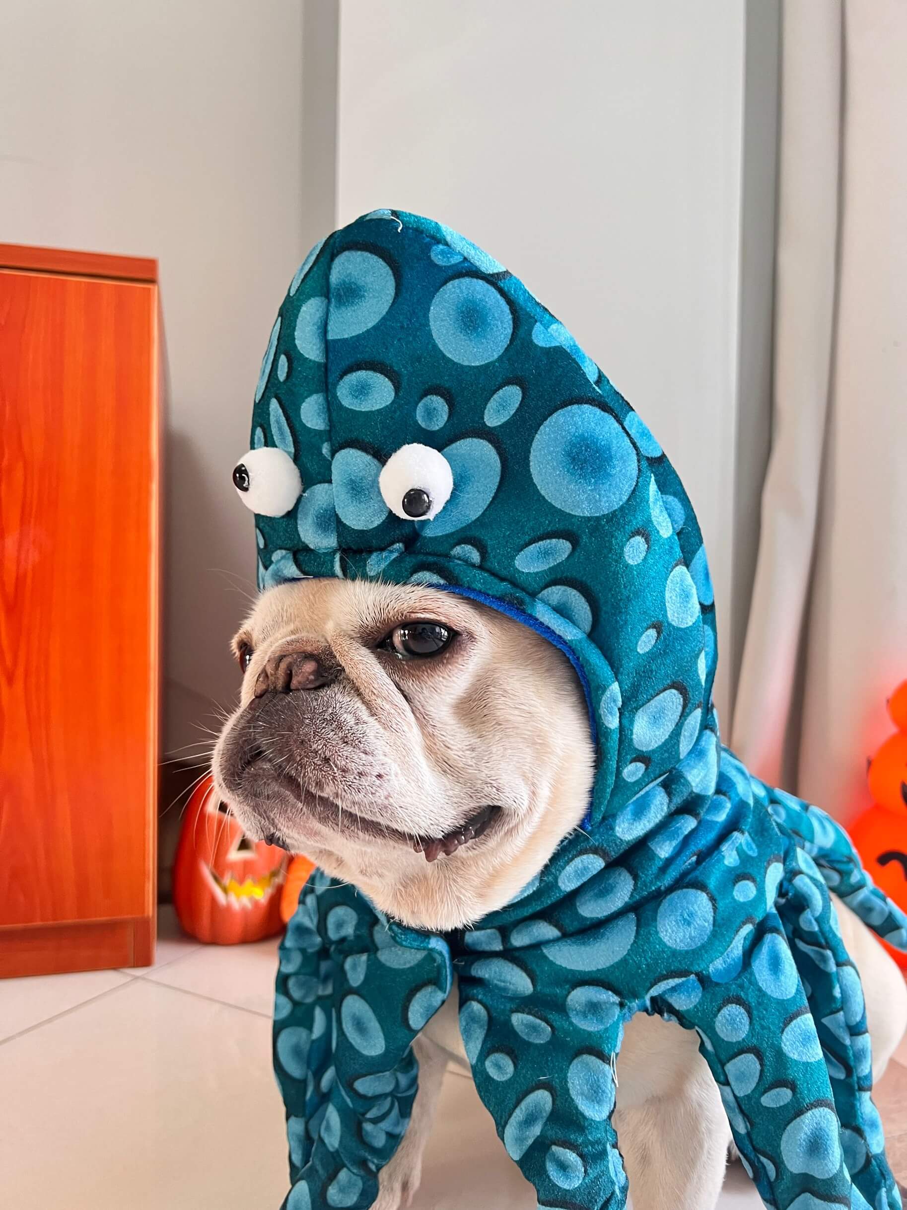 dog shark costume for small dogs