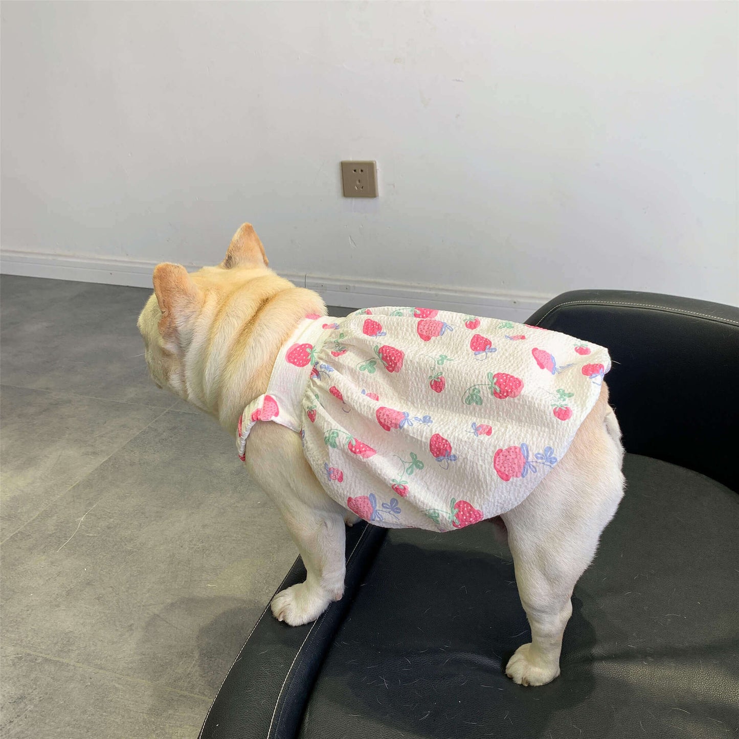BEST DRESS FOR FRENCH BULLDOGS BY FRENCHIELY