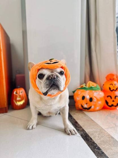 dog walking pumpkin costume