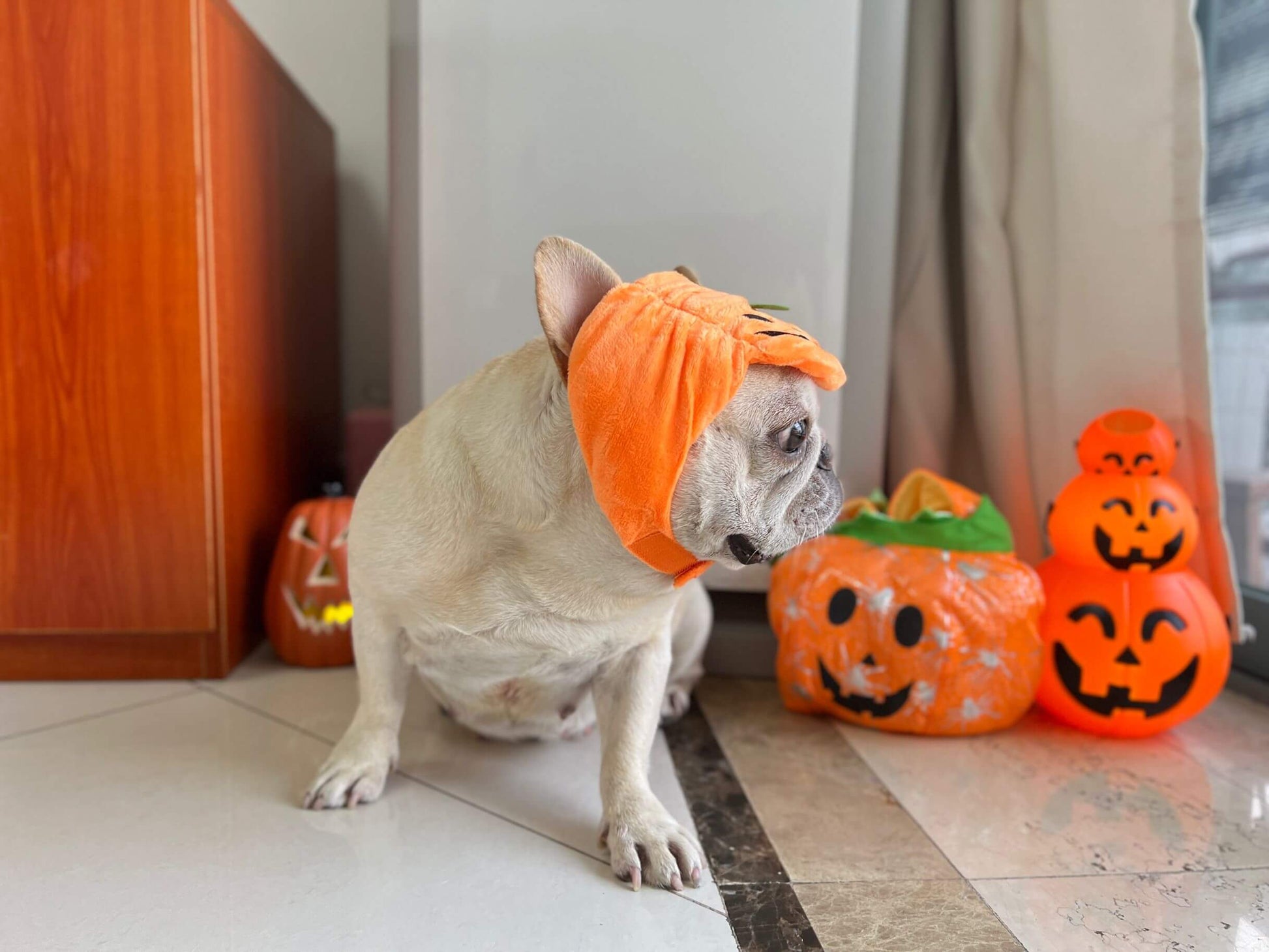 small dog pumpkin costume