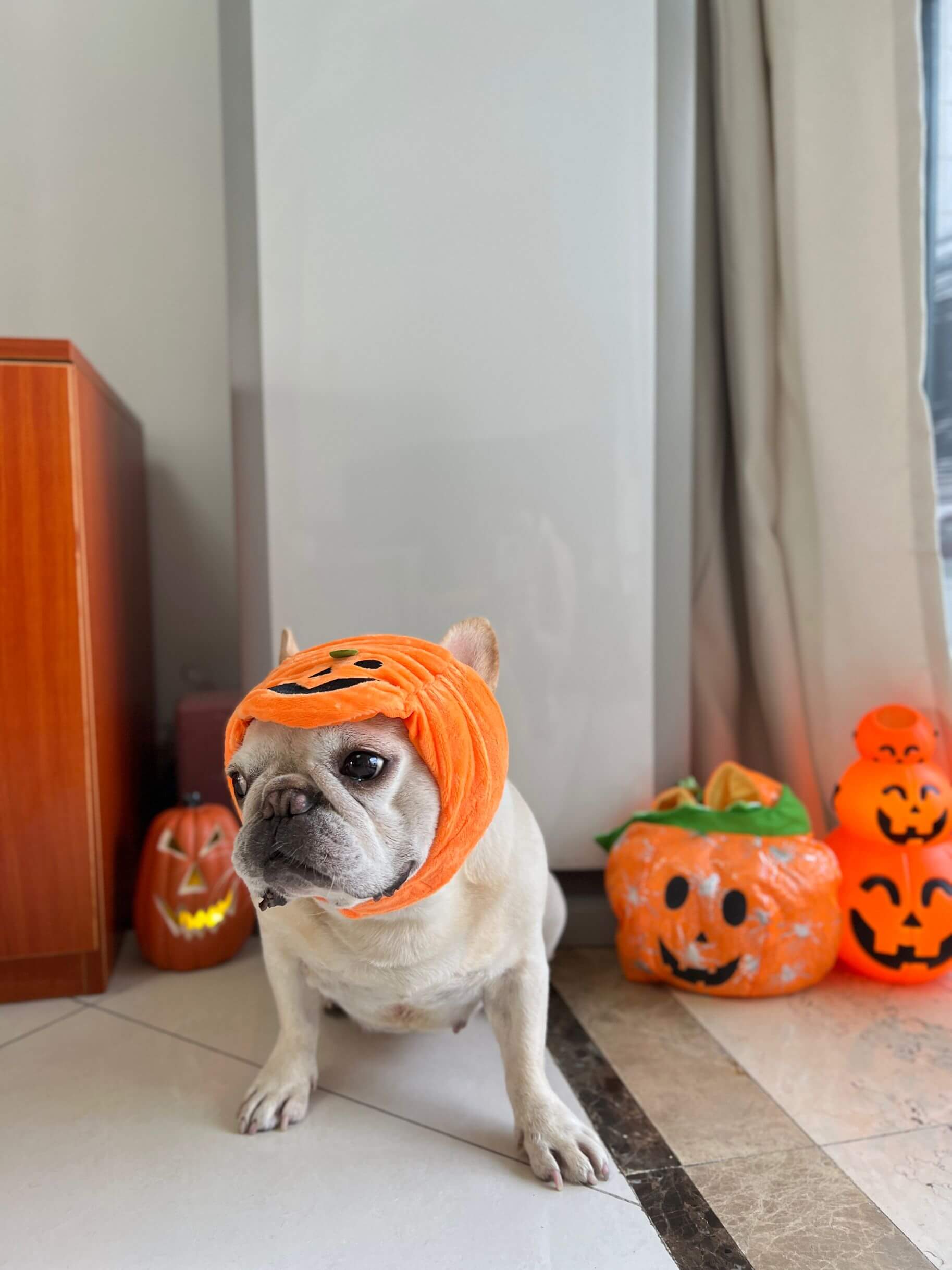 dog pumpkin costume diy