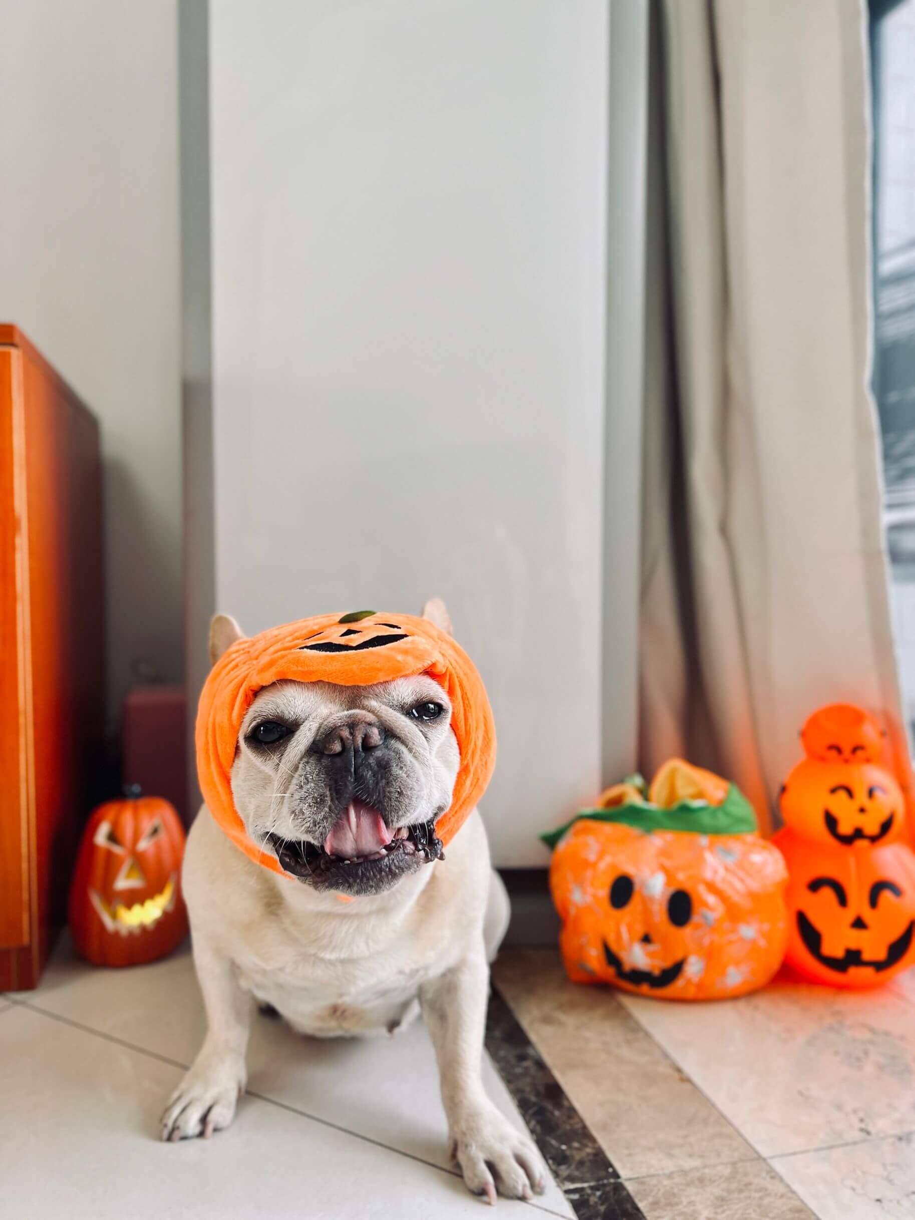 dog halloween pumpkin costume by Frenchiely