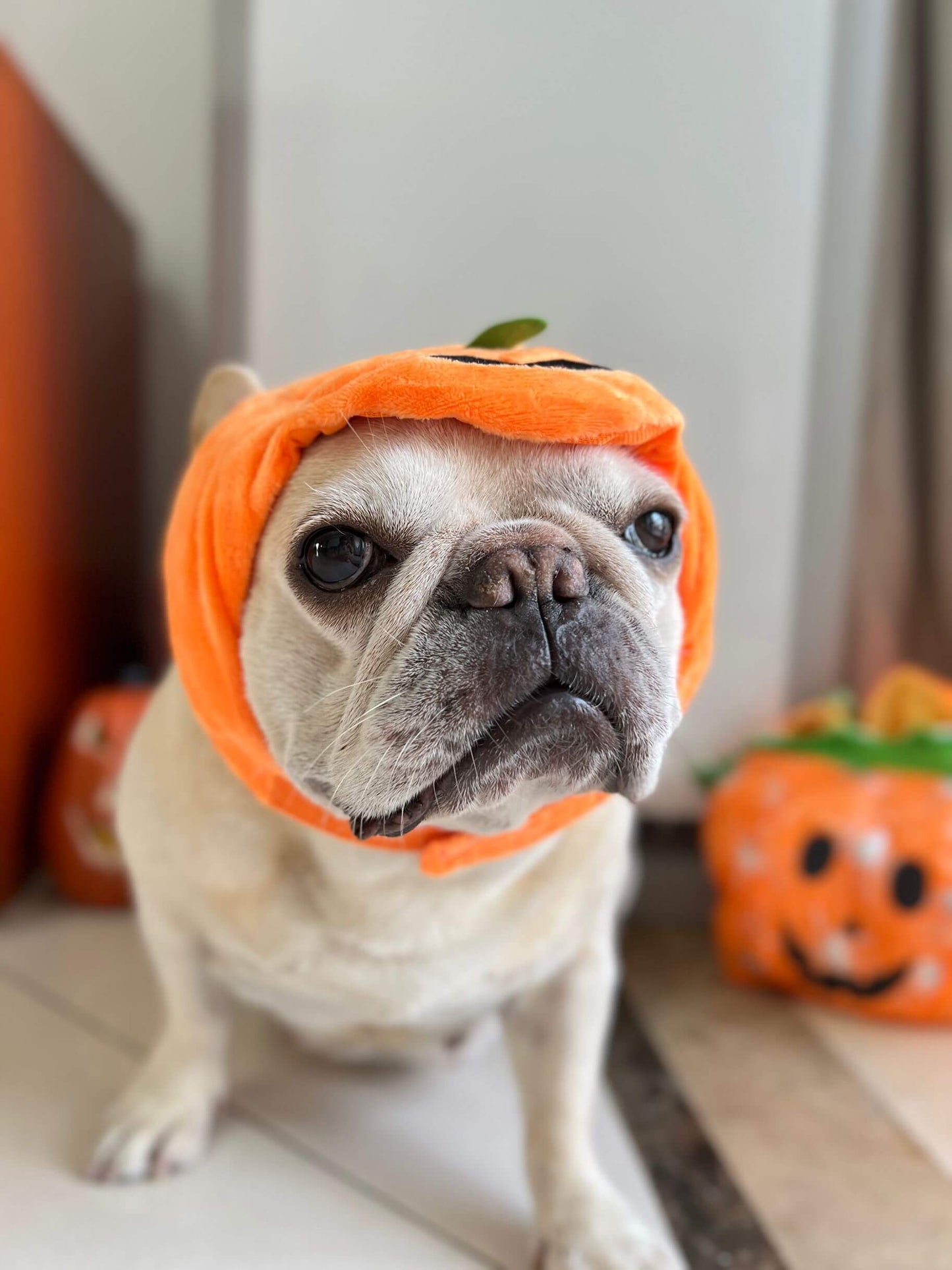 dog pumpkin costume uk