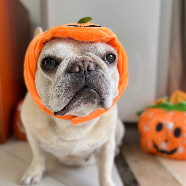 pet dog pumpkin costume hat for small medium dogs